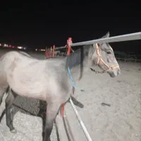 کره مادیان یکساله