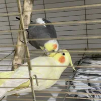 عروس هلندی نر و ماده