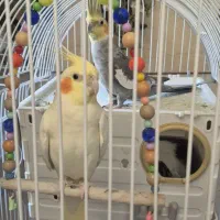 عروس هلندی جفت نرماده با لوازم