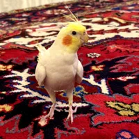 عروس هلندی میتو گمشده|حیوانات|مرند, |دیوار