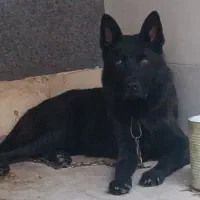 سگ ژرمن بلک ماده