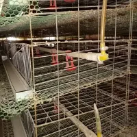 قفس بلدرچین تخمگذار