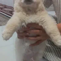 پامر اشتپیز