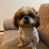 شیتزو سوپر فلت