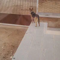 سگ ژرمن|سگ|تاکستان, |دیوار