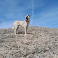 واگزاری نرو ماده|سگ|مهربان, |دیوار