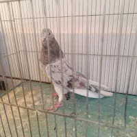 کفتر کبوتر پلاکی. سرور|پرنده|مبارکه, |دیوار