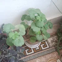 گل و گیاه خانگی|گل و گیاه طبیعی|اردبیل, |دیوار