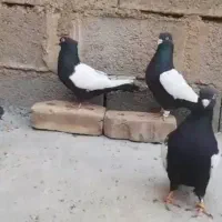 کبوتر سینه سیاه کلکسیونی جفت کت سفید|پرنده|تهران, کیانشهر|دیوار