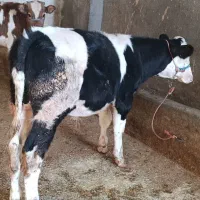 گوساله سمینتال