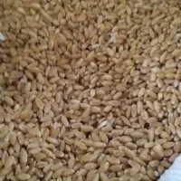 گندم چمران دو