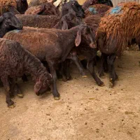 توجه*طرح مصرف خانوار*۳۰٪تخفیف بشرط|حیوانات مزرعه|تهران, سلسبیل شمالی|دیوار