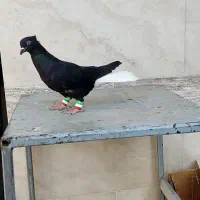 کبوتر ماده اشعل|پرنده|اهواز, کارون|دیوار