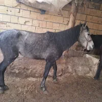 اسب|اسب و تجهیزات اسب‌سواری|جوانرود, |دیوار