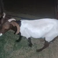 گوسفند گیسه رشتی و بره گیسه ابستن از قوچ هترو|حیوانات مزرعه|نرماشیر, |دیوار