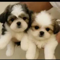 واگذاری تای پت واگذاری تای مالتیز