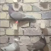 کفتر|پرنده|گلستان (کرمان), |دیوار