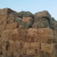 علف|لوازم جانبی حیوانات|ارومیه, |دیوار
