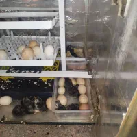 جوجه ۱۰روزه|حیوانات مزرعه|قم, نیروگاه|دیوار