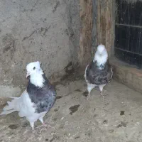 طوقی فولادی