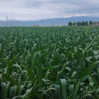 فروش و معاوضه زمین آبی در بیلوردی|فروش دفتر صنعتی، کشاورزی، تجاری|خواجه, |دیوار