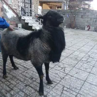 فروش قوچ رومانوف اصل