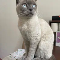 گربه|حیوانات|سنندج, |دیوار