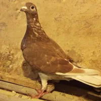 کبوتر پلاکی غوره ای سرخ