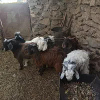 بزغاله فروشی