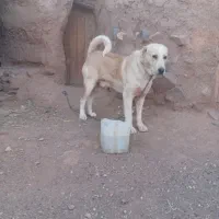 حیوان|سگ|نیشابور, خط کاشمر|دیوار