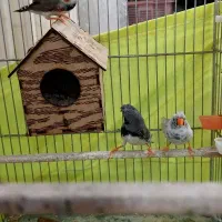 فنچ کاکولی|پرنده|ری, دولتآباد|دیوار