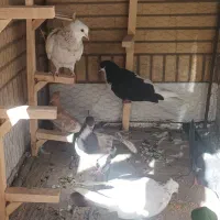 کبوتر