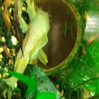 ماهی کت پوز بوته ای