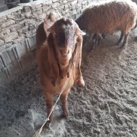 دبر پاکستانی