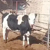 ۲راس گاو شیری