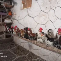 پنج عددخروس گلین|حیوانات مزرعه|پاوه, |دیوار