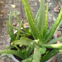 گلهای طبیعی