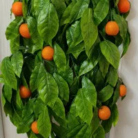 درختچه پرتغال