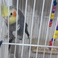 عروس هلندی سیامون