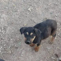 توله سگ نر جرمن دوماهه