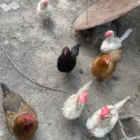 مرغ