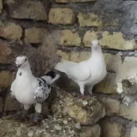 یک جفت مسافتی|حیوانات|مشهد, امیرآباد|دیوار