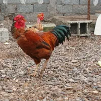 خروس گردن لخت|حیوانات مزرعه|آستانه اشرفیه, |دیوار