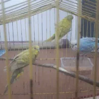 مرغ عشق