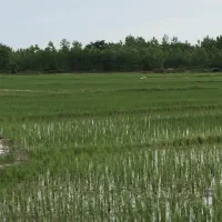 ۱۱۲۰۰ متر زمین کشاورزی شالیزار|فروش زمین و ملک کلنگی|خمام, |دیوار