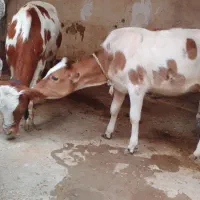 سلام ۲عدد گوساله ماده خارجی