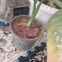 گل برای   پاسیون   اپارتمان.  قشنگی خانه