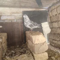 کله الماسی کله سیاه سینه زرد ماده سوسکی پلاکی|پرنده|مبارکه, |دیوار