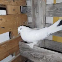 کبوتر|پرنده|قشم, |دیوار