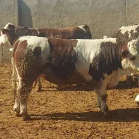 گوساله سیمنتال گاو چاق